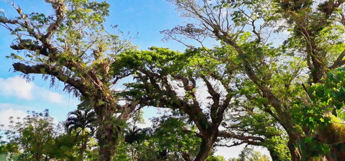 Mysterious White Coating Kills Khulna’s Rain Trees