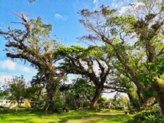 Mysterious White Coating Kills Khulna’s Rain Trees