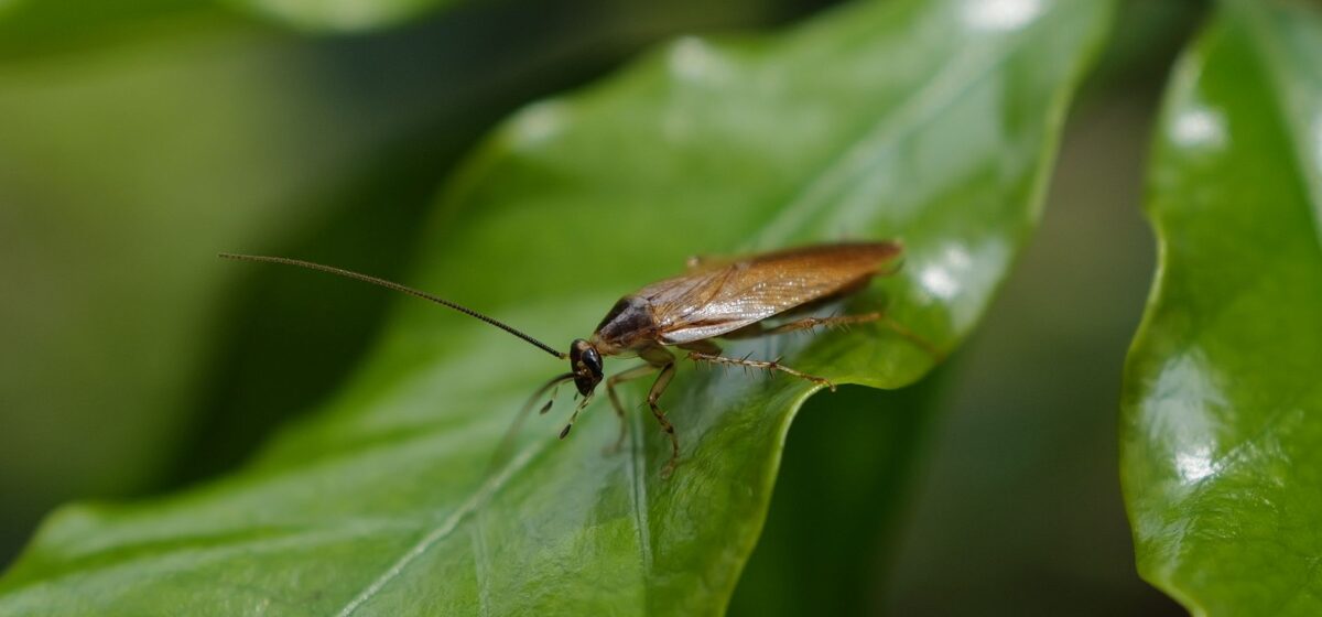 Silent March of the ‘Cockroaches’ Rattles India’s Capital