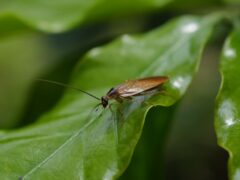 Silent March of the ‘Cockroaches’ Rattles India’s Capital