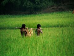 Hope Floats: Sylhet Children Navigate Inundated Lands for Education