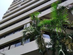 Grameen Bank Celebrates 50 Years with Massive 1 Crore Tree Planting Project
