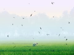Muddy Fields Yield Special Catch as Farmers Plant Paddy