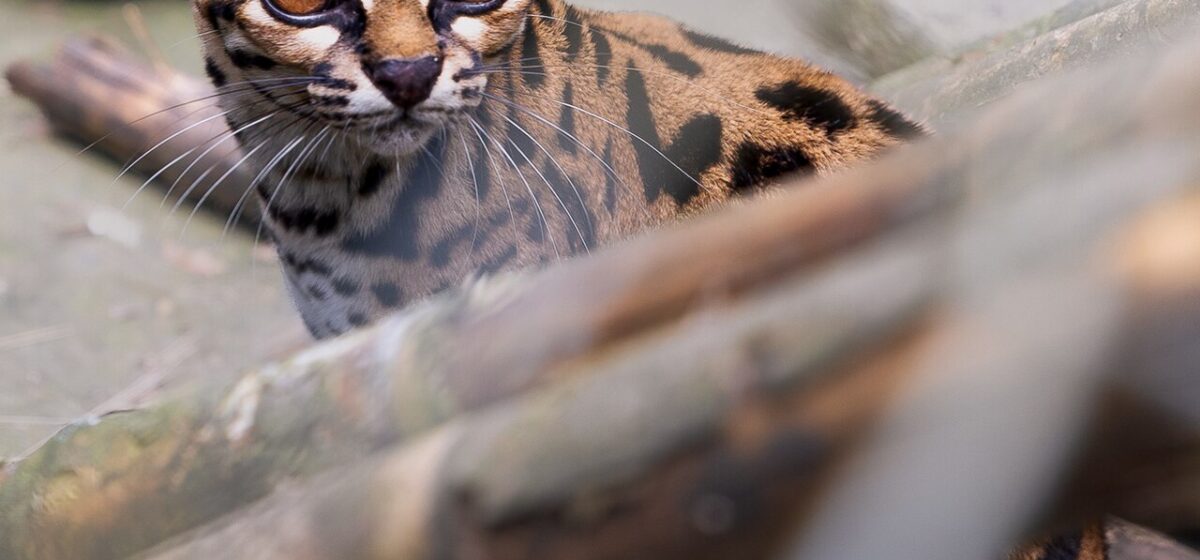 Mystery Solved: New Cat Species Found After More Than 100 Years
