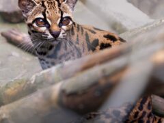 Mystery Solved: New Cat Species Found After More Than 100 Years