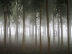 Alarming Study: Most Rescued Slow Lorises Die After Release in Bangladesh Park